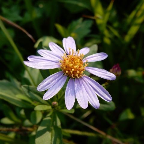 須々万の花 ウメバチソウ ノコンギク アキノタムラソウ他 定年生活