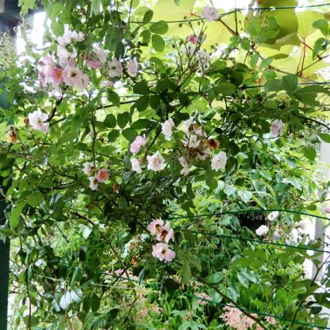 庭の花 我が家の蔓性植物 その２ ツルバラ ヘクソカズラ サネカズラ ハツユキカズラ ツタ キュウリ インゲン ミニトマト 定年生活