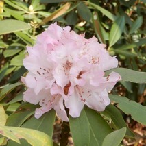 220407 山野草のエキ (97)