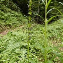 山野草のエキ (21)