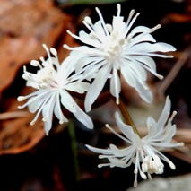 220311 山野草のエキ (3)