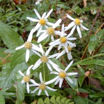 211020 山野草のエキ (22)