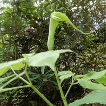 220505 山野草のエキ (29)