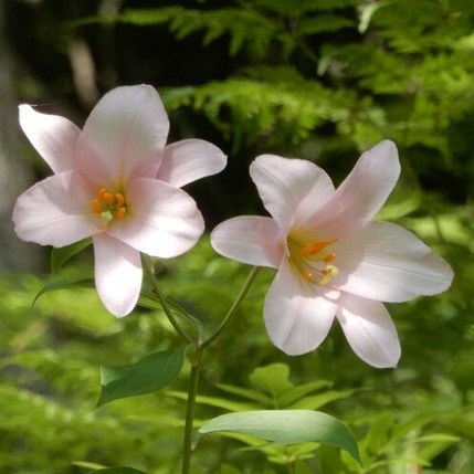 220522 山野草のエキ (37)