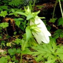 220618 山野草のエキ (23)