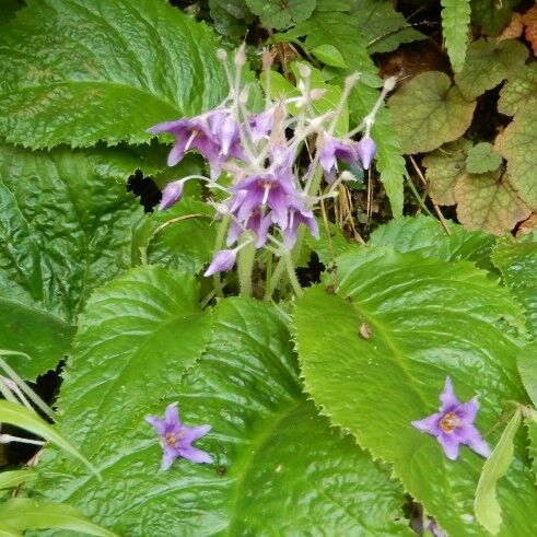真央ちゃん イワタバコを食べる 定年生活