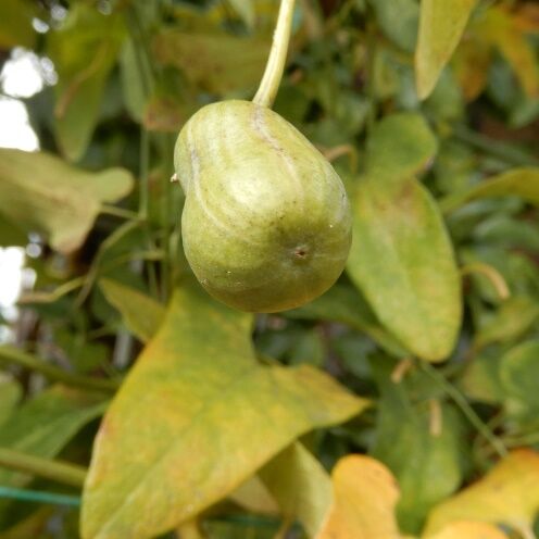 庭の花の実 ウマノスズクサノミ 実が付く事が珍しいって 定年生活 庭の花の実 ウマノスズクサノミ 実が付く事が珍しいって 定年生活