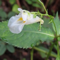 230923 山野草のエキ (10)