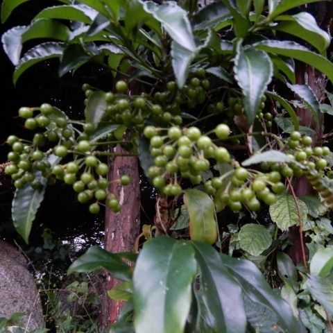 庭の実 その１ 万両 千両 百両 十両 一両 ムベ ナンテン シソ カキ クガイソウ 定年生活