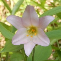 220522 山野草のエキ (33)