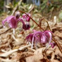 220407 山野草のエキ (135)