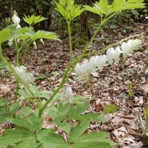 r230418 (64)山野草のエキ