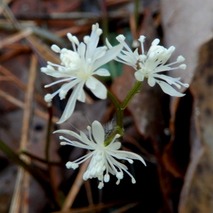 220303 山野草のエキ (7)