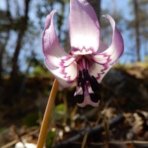 220404 山野草のエキ (76)