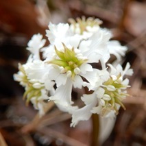 220311 山野草のエキ (12)-1