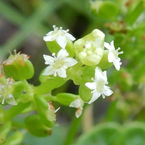 庭の花 ウチワゼニグサ センリョウ ネジバナ 定年生活