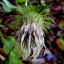 211020 山野草のエキ (40)