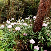 k230418 (52)山野草のエキ