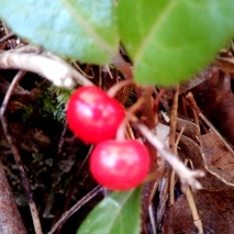 実 十両221031 (23)