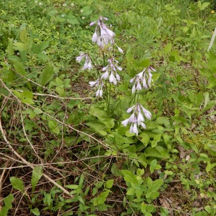 山野草のエキ (1)
