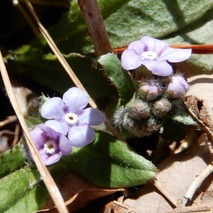 220404 山野草のエキ (42)