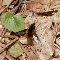 220325 山野草のエキ (106)