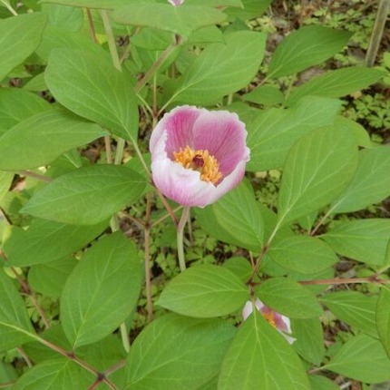 220522 山野草のエキ (3)