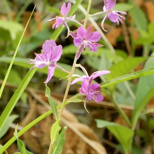 山野草のエキ 直近で咲いた花 ヤナギラン スイカズラ トキワナルコユリ キョウカノコ ハナウド トキソウ コアジサイ ササユリ ヒゴビャクゼン ヤマホウシ ニワフジ他 定年生活