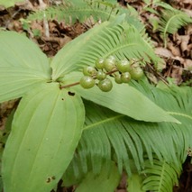 220723 山野草のエキ (81)