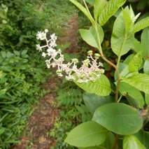 山野草のエキ (26)