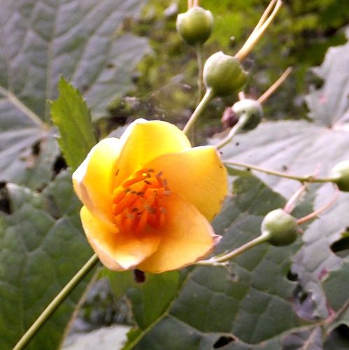 天涯の花の谷 定年生活 天涯の花の谷 定年生活