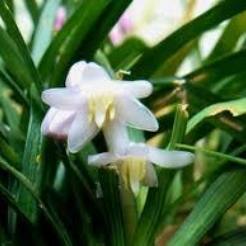 ジャノヒゲ 実が可愛い 定年生活