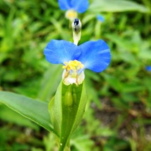 山野草 山の妖精 定年生活