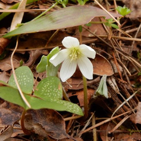 鹿野の山野草のエキ 直近で咲いた花 ミヤマカタバミ サクラソウ スイセン ニリンソウ ハナニラ １６ ０２４ 定年生活