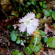 220407 山野草のエキ (138)