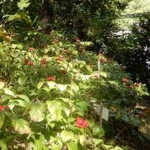 ベニバナヤマシャクヤク221013 山野草のエキ (76)