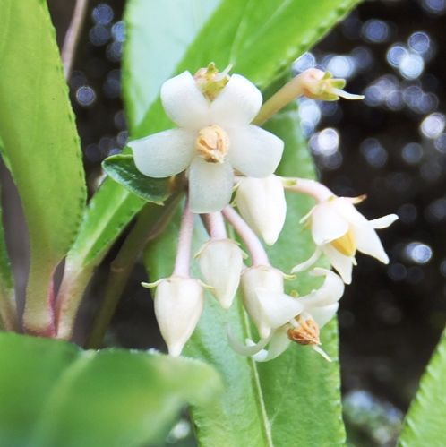 庭の花 咲いた花 十両 百両 千両 15 94 定年生活 庭の花 咲いた花 十両 百両 千両 15 94 定年生活