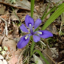 220428 山野草のエキ (71)