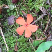 230923 山野草のエキ (28)