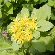 220618 山野草のエキ (95)