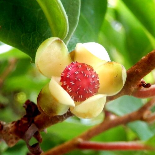 庭の花 サネカズラ 定年生活 庭の花 サネカズラ 定年生活