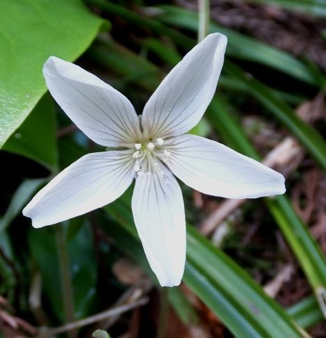 鹿野の谷間 谷間の妖精その１ 定年生活