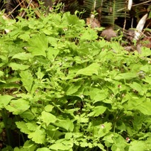 j230418 (27)山野草のエキ