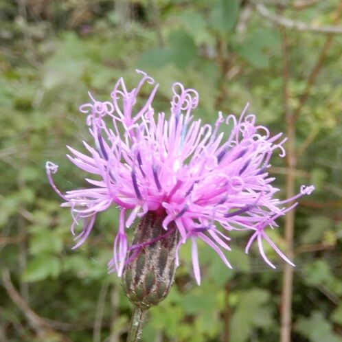 八幡湿原ー１ ビッチュウフウロ マツムシソウ タムラソウ キセルアザミ 定年生活