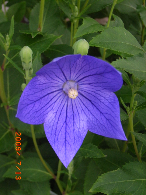 庭の花 我が家のキキョウ科の花 キキョウ シロギキョウ サイヨウシャジン 定年生活 庭の花 我が家のキキョウ科の花 キキョウ シロギキョウ サイヨウシャジン 定年生活