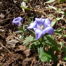 リンドウ221013 山野草のエキ (48)