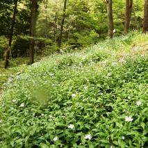 220505 山野草のエキ (84)