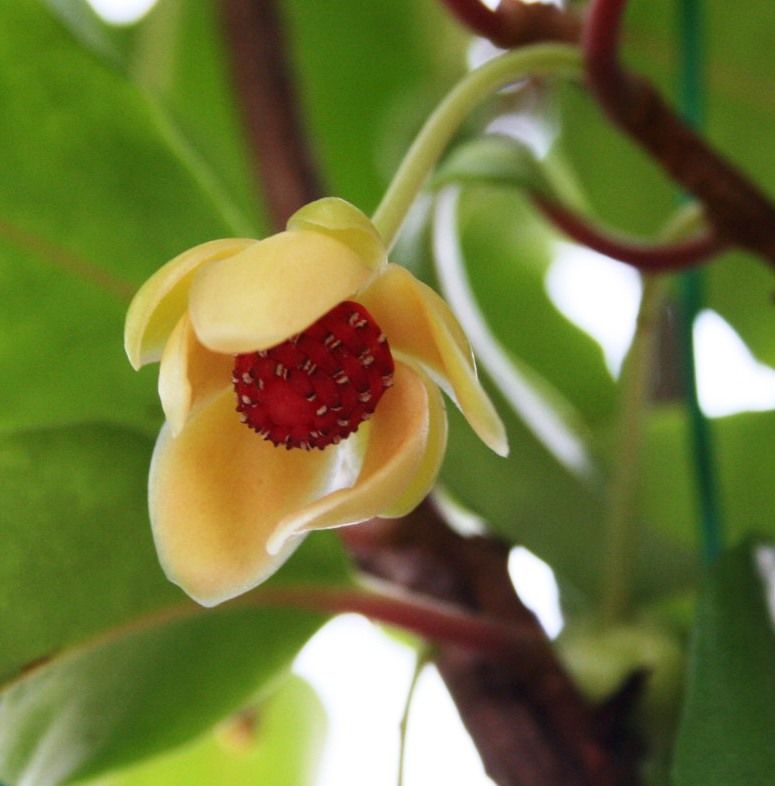 庭の花 １０９ サネカズラの花が咲いた 想像以上に美しい 定年生活