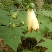 220804 山野草のエキ (13)