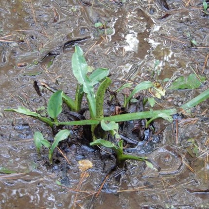 211020 山野草のエキ (20)